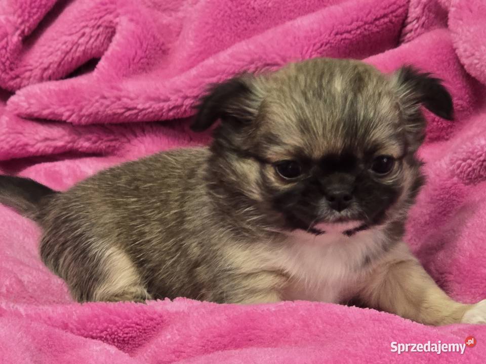 Chihuahua Sobolowy Mini Xxs śląskie Bielsko-Biała