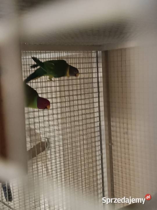 Sliwoglowe i rozowopiersne