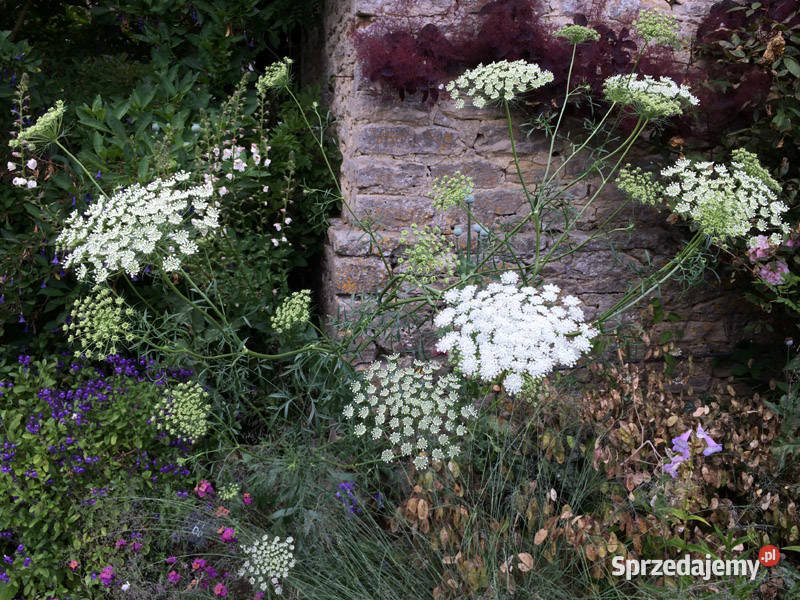 AMINEK WIELKI Ammi majus NASIONA 100g kujawsko-pomorskie Lubanie sprzedam