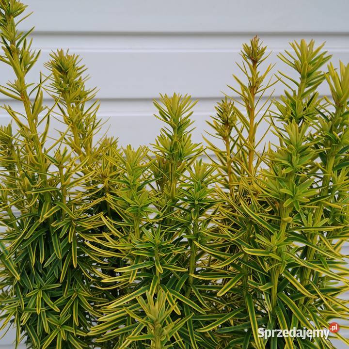 Cis pospolity David 90 100 w doniczkach Tuczępy