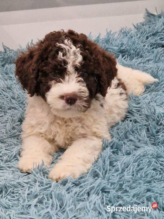 Lagotto Romagnolo ZKwPFCI lubelskie Jakubowice Konińskie