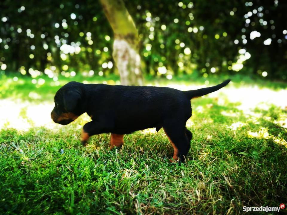 Niemiecki Terier Myśliwski Jagdterrier FCI Bolesławiec