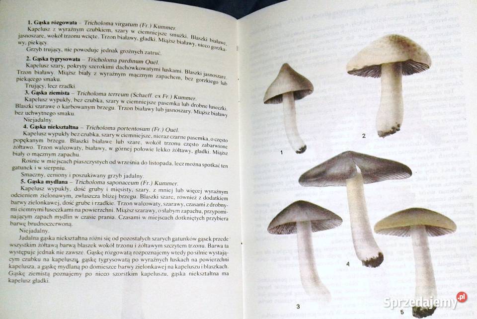Grzyb jadalny czy trujący Zbigniew Domański Chełm
