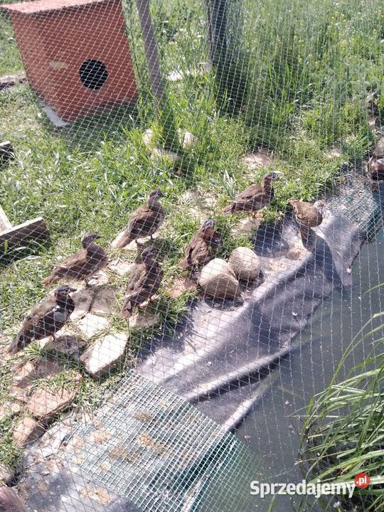 Kaczki mandarynki standard zeszłoroczne Inowrocław sprzedam