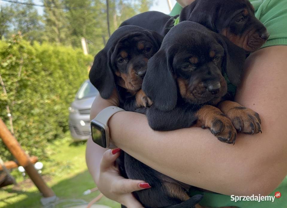 Sprzedam Gończy Polski Szczeniaki małopolskie Małe Ciche sprzedam