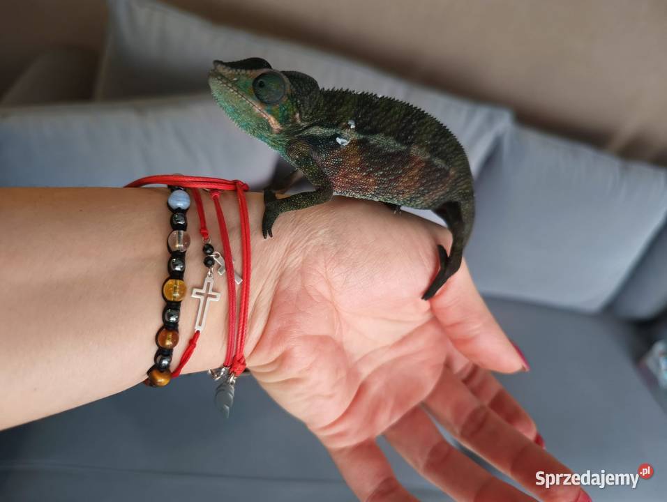 Kameleon Lamparci samce i samice Jawor