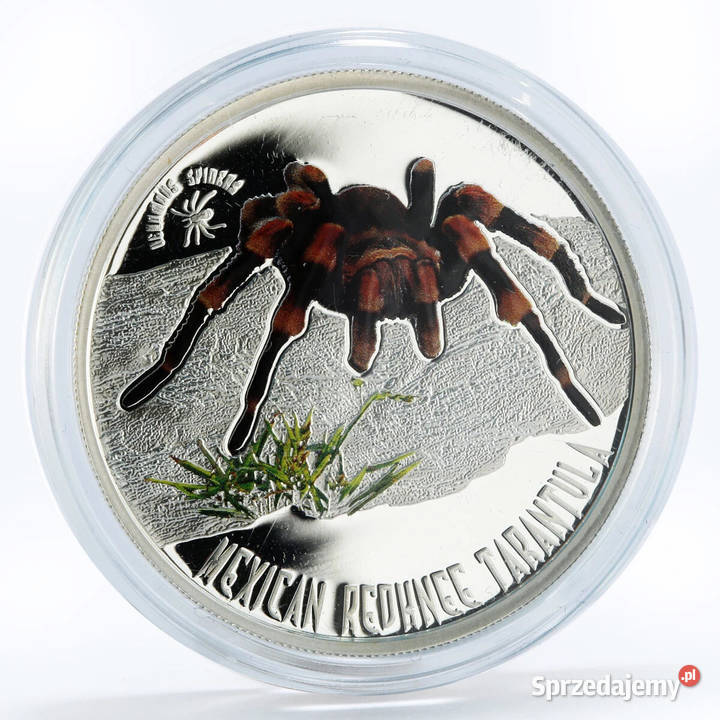 MEXICAN REDKNEE TARANTULA Venomous Spiders Warszawa