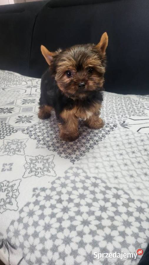 York Yorkshire terrier piesek świętokrzyskie