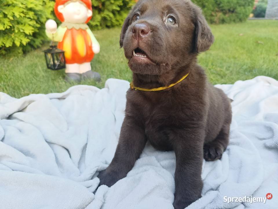 Labrador Retriever Czekoladowa Suczka ZkwpFCI Dąbrowa Tarnowska