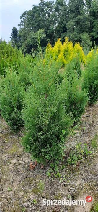 Tuja Kolumna Thuja Columnawysokości 120 kopana z małopolskie