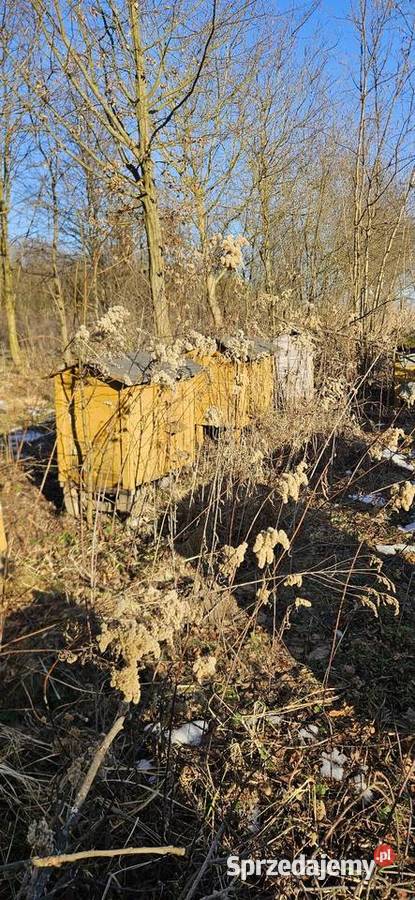 Sprzedam ule lubelskie Rzeczyca Ziemiańska