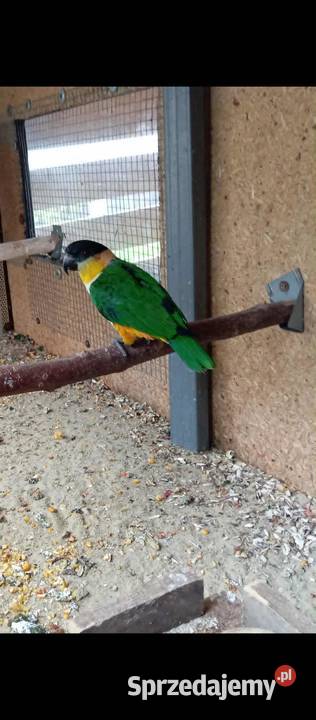 Barwinka Czarnogłowa Samczyk Ptaki Rybnik