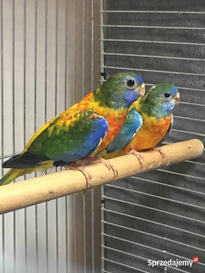 Łąkówki Wspaniałe Gorzów Wielkopolski sprzedam