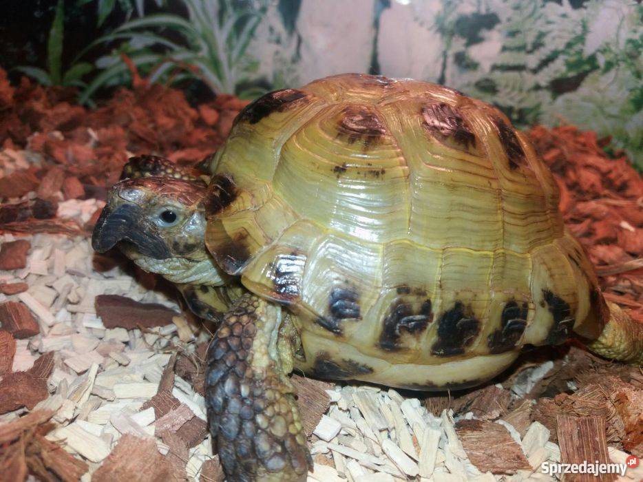 Sprzedam żółwia lądowego z terrarium Ostrołęka