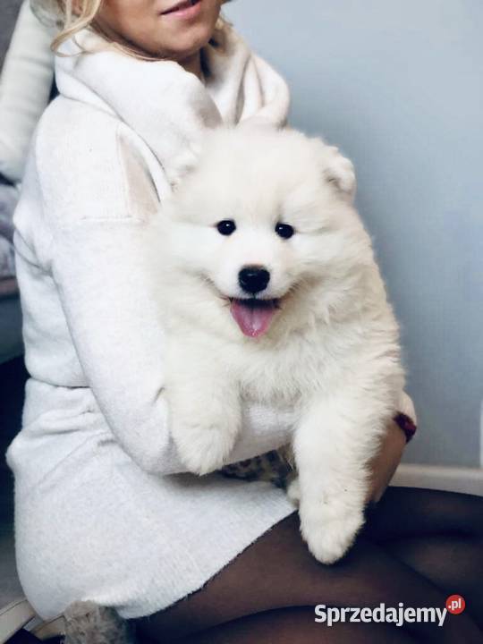 Samoyed Szczenięta Siedlce sprzedam