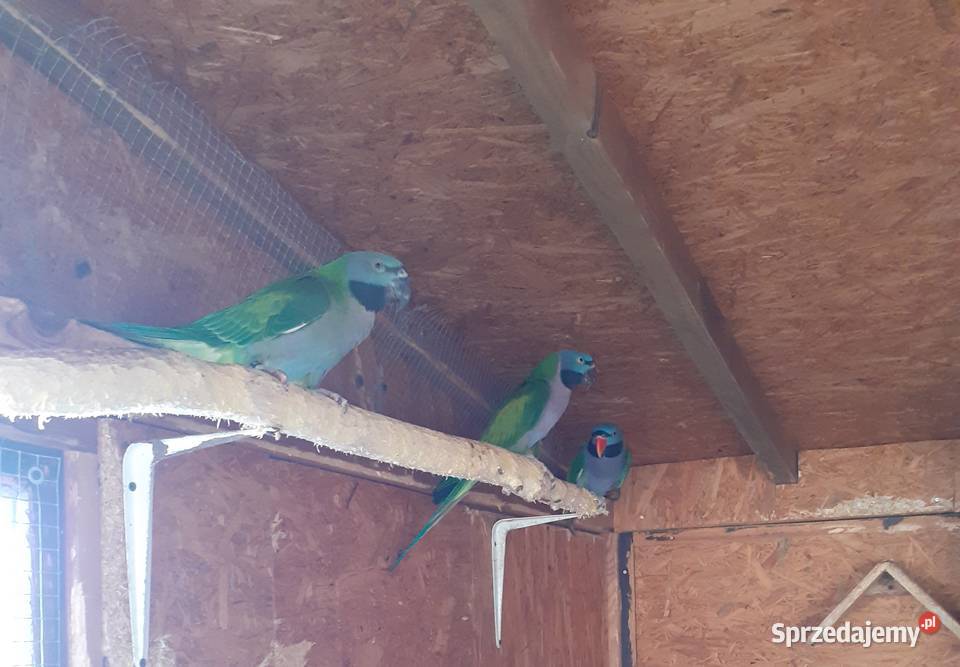 Papugi Aleksy Chińskie samice