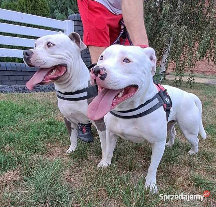 Piękne szczenięta American Staffordshire Terrier Amstaff Kępno sprzedam