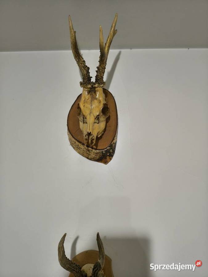 Rogi poroża ozdobne Jarocin sprzedam