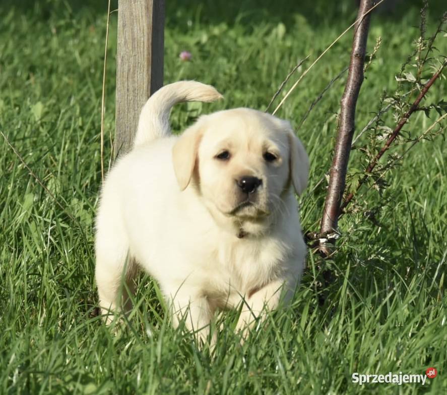 Labrador retriever FCIZKwP Mikstat