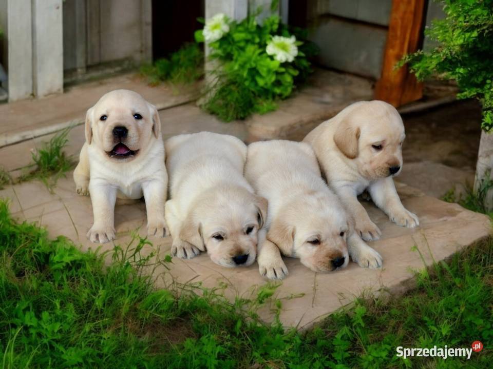 Szczeniaki Labrador Retriever biszkoptowe Żelechlinek
