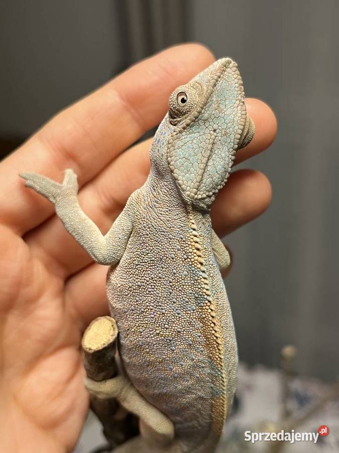 Kameleon lamparci samiczka Tczew