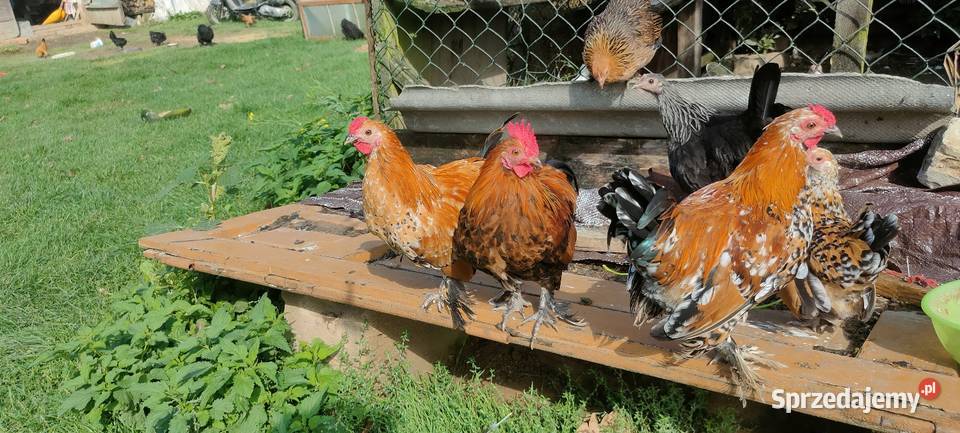 Sprzedam koguty młode sprzedam