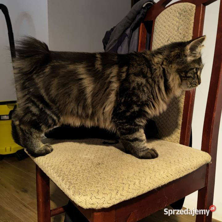 Miniaturowy domowy ryś Kurylski Bobtail z sprzedam