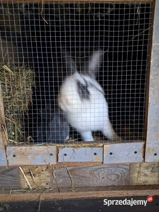 Samica z młodymi króliki wielkopolskie