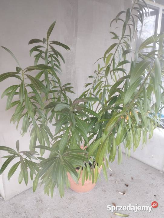 Śliczny oleander różowy Skawina