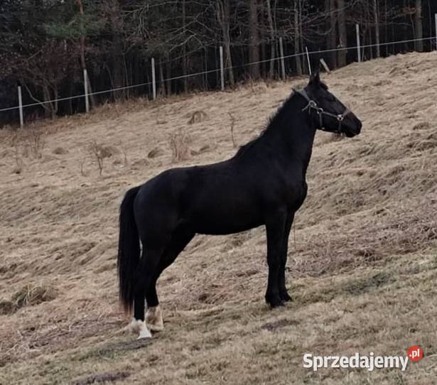 2 LETNI WAŁACH SP ŚLĄZAKU Olsztyn