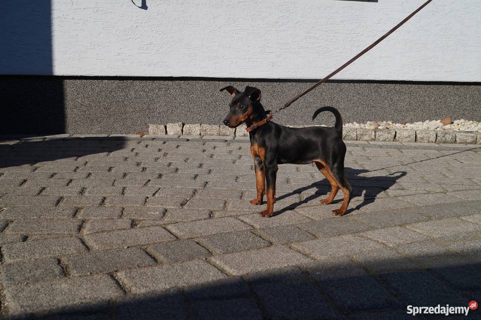 Pinczer Miniaturowy Psy Wawelno