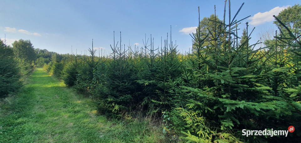 Świerk pospolity Duże drzewa na nasadzenia Wisznice