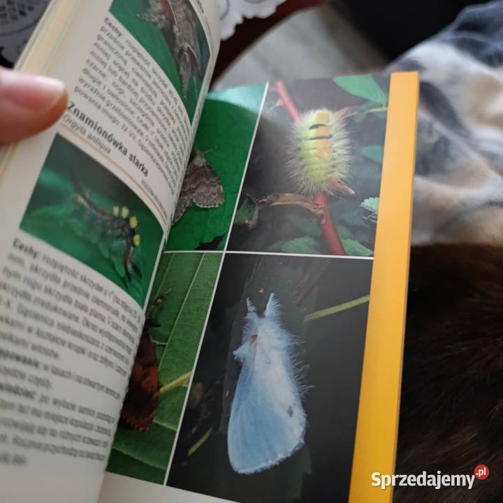 książka z serii Atlas motyli wydawnictwa RM Poznań