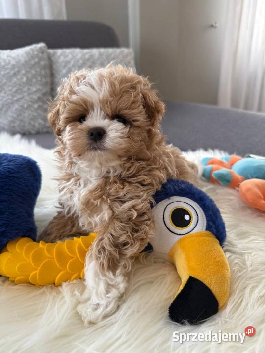 Maltipoo xxs pieski Lipsko
