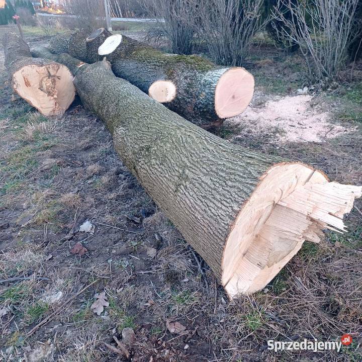 Kłody jesionowe jesion tartaczny jesiony Piaski
