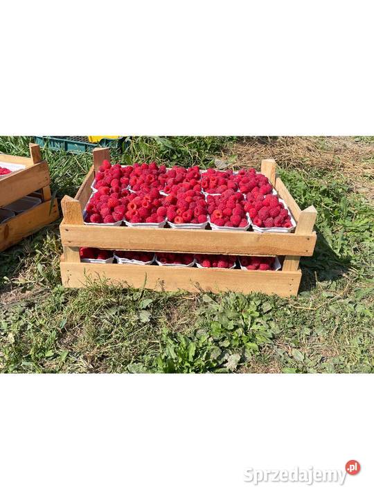 Sadzonki malin jesiennych i letnich lubelskie Kraśnik