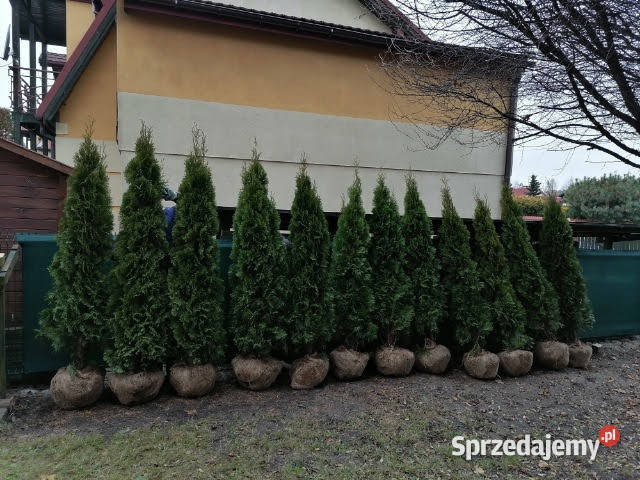 Tuja szmaragd szmaragdowa tuje na żywopłot Wyszków