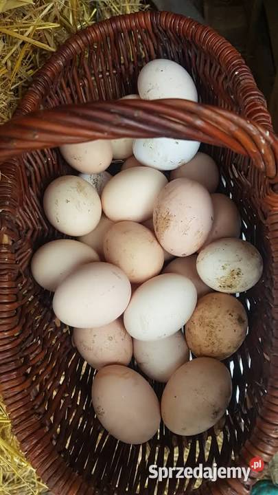 Jaja kurze z gospodarstwa Cekcyn