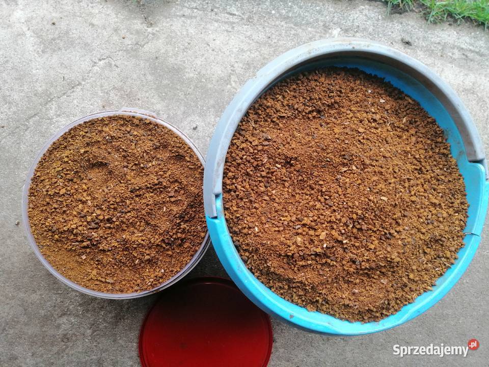 Guz brzozy czarny mielony Błyskoporek Podkorowy Koryciny