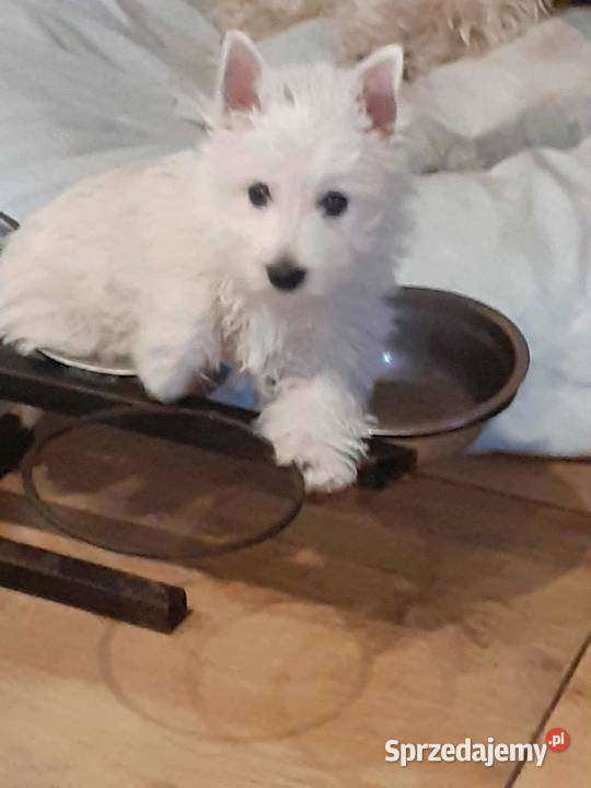 West Highland White Terrier szczeniaczki z kujawsko-pomorskie Świecie