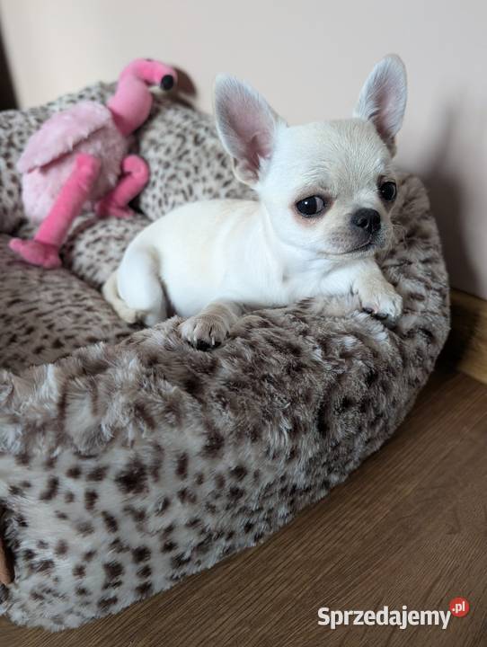 Piesek chihuahua kremowy ZKwP Złaków Borowy