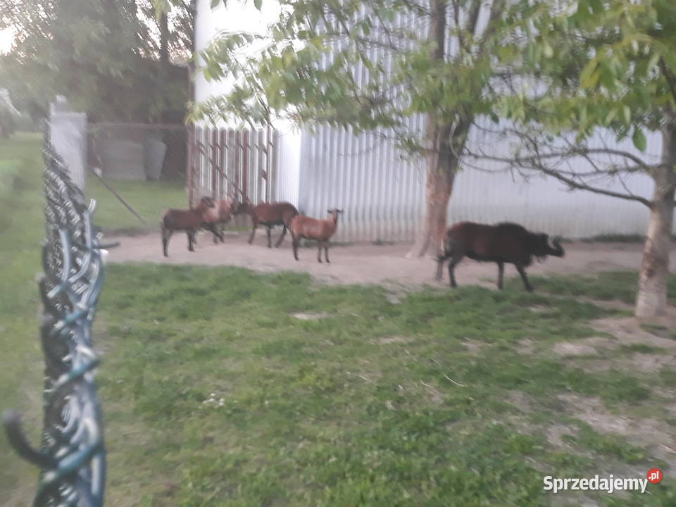 Owce kameruńskie Likwidacja stada lubelskie Ostrów-Kolonia
