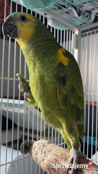 Amazonka xantoperix ręcznie karmiona świętokrzyskie Kielce sprzedam
