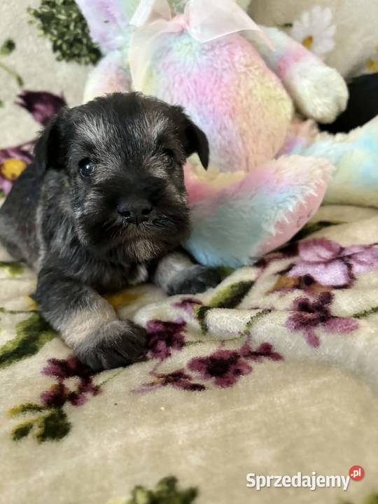 Sznaucer miniaturowy czarny pieski Solec Kujawski