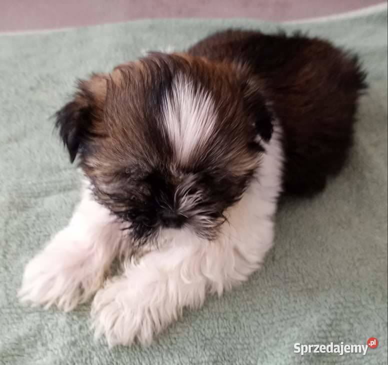 Szczeniaki shih tzu tricolor z rodowodem Łaś-Toczyłowo