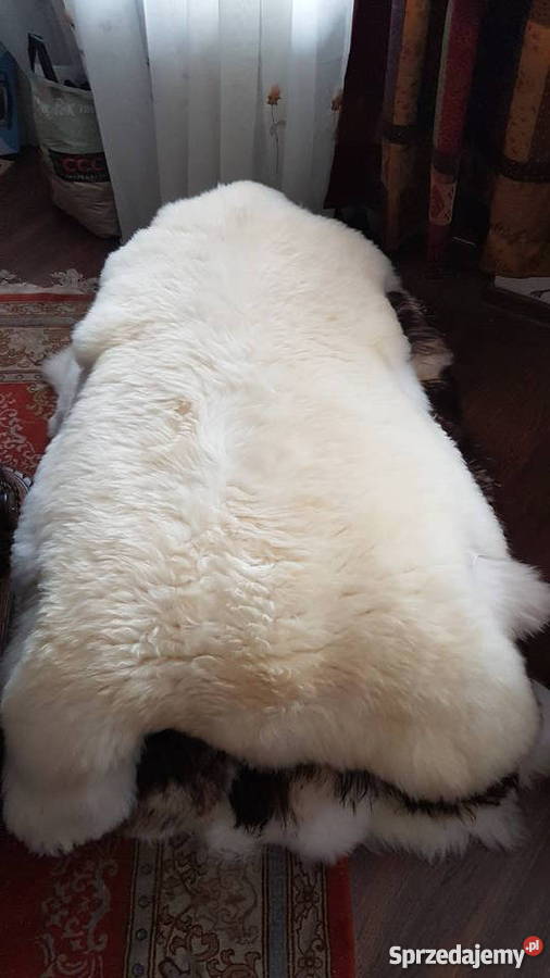 Skóry owcze skora owcza