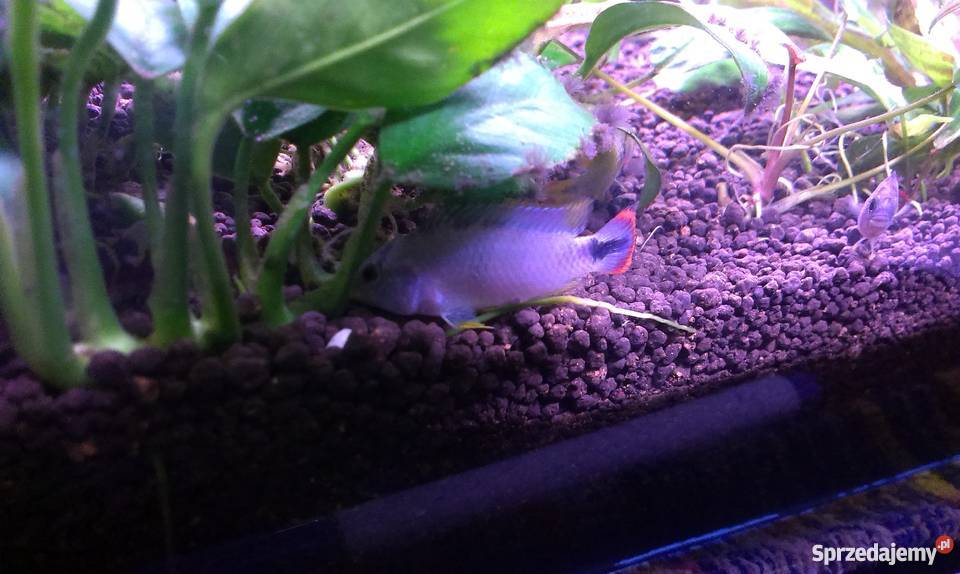 Apistogramma Panduro łódzkie Łódź