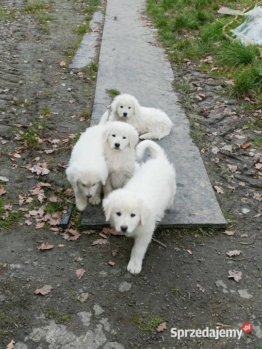 Szczeniak owczarek podhalański gotowy do odbioru Charsznica
