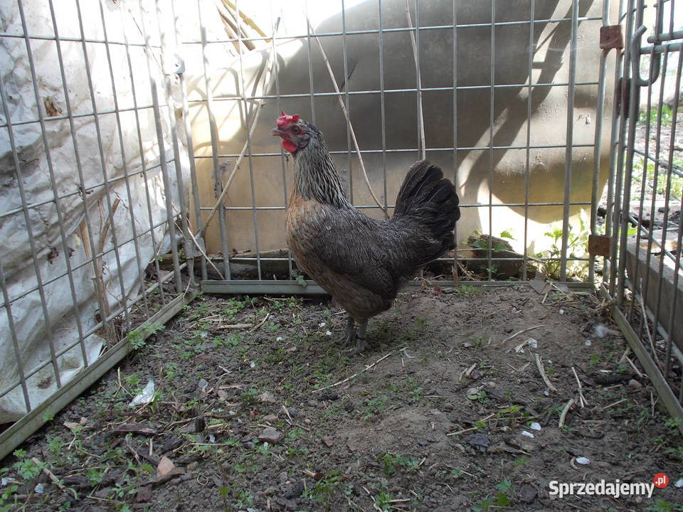 Liliputki różne barwy kurki miniaturki kury łódzkie sprzedam