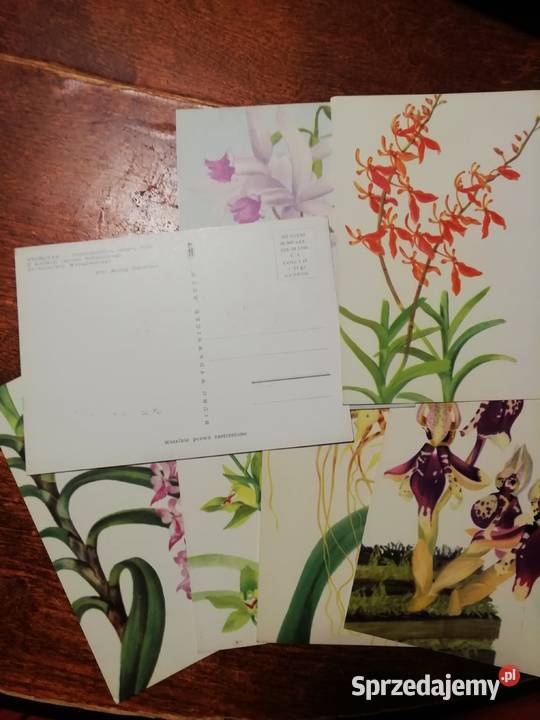 Balcerzak Alojzy kartki kolekcjonerskie Antyki, Sztuka, Kolekcje małopolskie Kraków